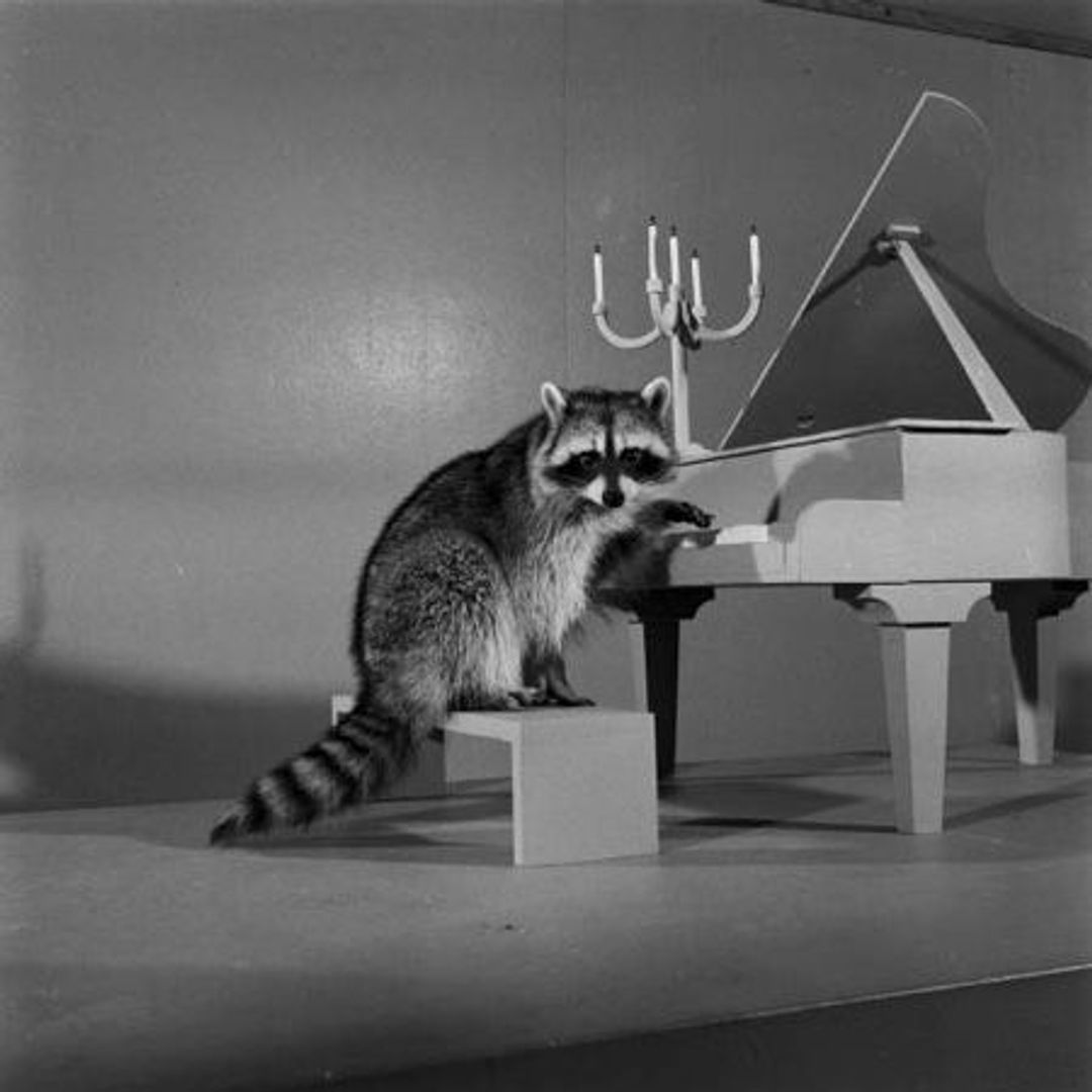 A raccoon playing a piano, which has a candelabra on it. The piano is raccoon-size.