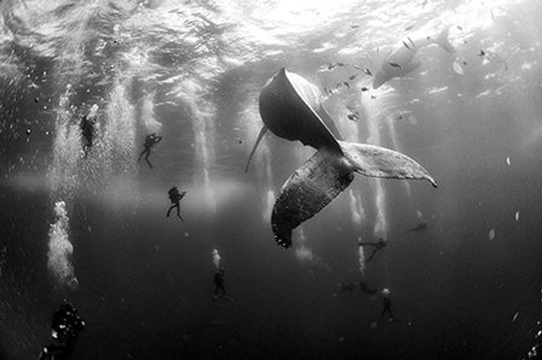 Whales in the ocean, surrounded by scuba divers.